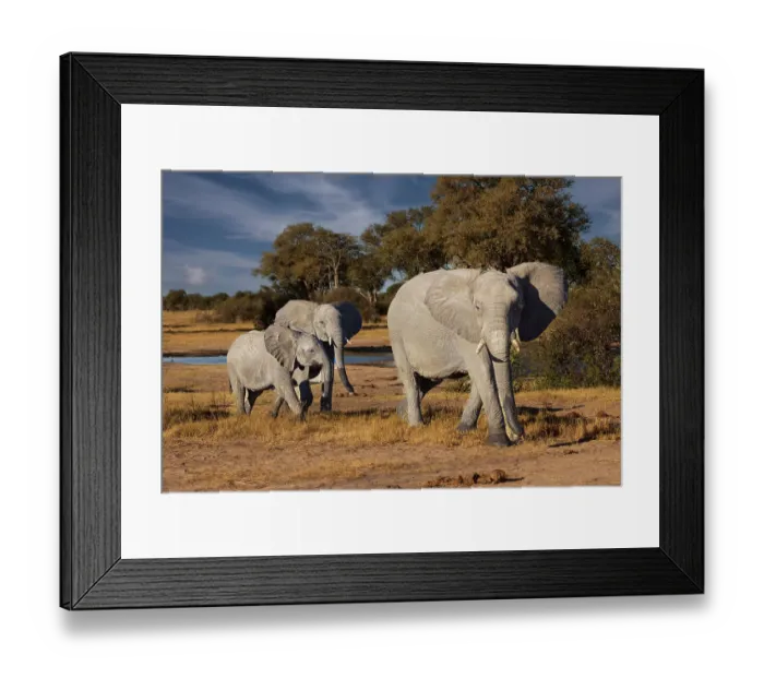 Framed Print : Elephants leaving watering hole. Camelthorn Lodge. Hwange National Park. Zimbabwe Framed Print : Elephants leaving watering hole. Camelthorn Lodge. Hwange National Park. Zimbabwe