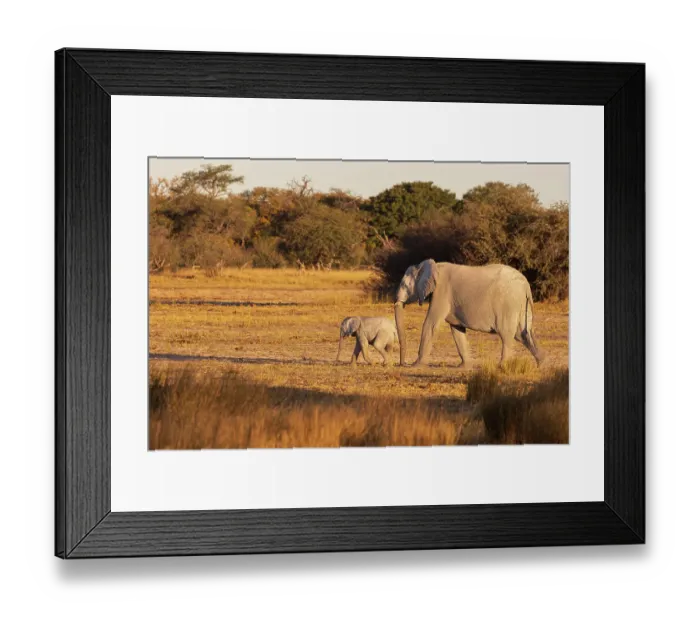 Framed Print : Elephant group with baby fooling around. Camelthorn Lodge. Hwange National Park. Zimbabwe Framed Print : Elephant group with baby fooling around. Camelthorn Lodge. Hwange National Park. Zimbabwe
