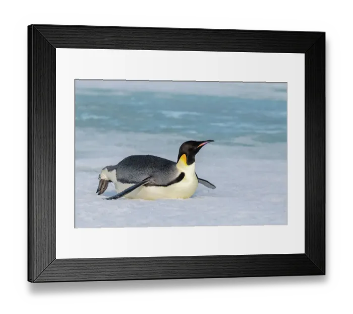 Framed Print : Antarctica, Weddell Sea, Snow Hill. Emperor penguin