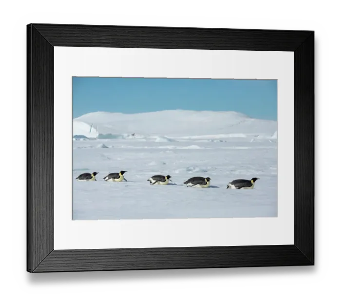 Framed Print : Antarctica, Weddell Sea, Snow Hill. Emperor penguins toboggining