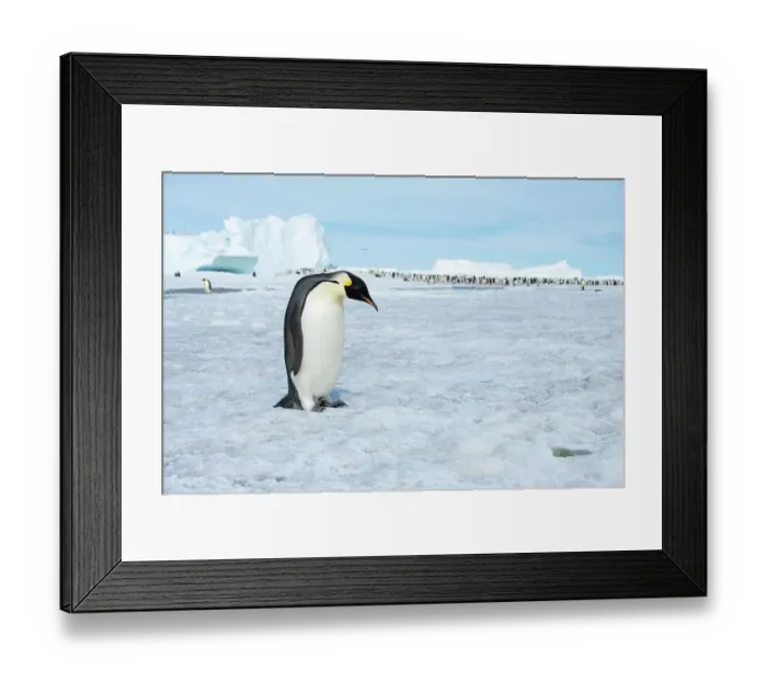 Framed Print : Antarctica, Weddell Sea, Snow Hill. Emperor penguins adult with colony in distance Framed Print : Antarctica, Weddell Sea, Snow Hill. Emperor penguins adult with colony in distance