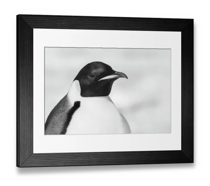 Framed Print : Antarctica, Weddell Sea, Snow Hill colony. Emperor penguin head close-up Framed Print : Antarctica, Weddell Sea, Snow Hill colony. Emperor penguin head close-up
