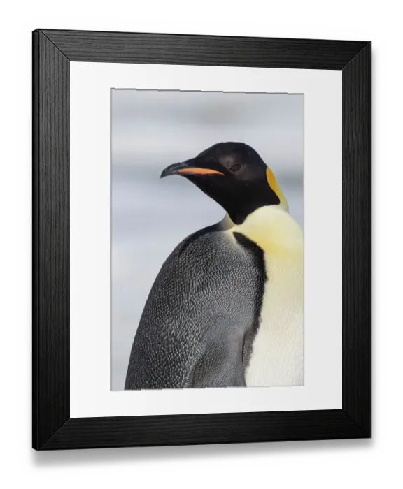 Framed Print : Antarctica, Weddell Sea, Snow Hill colony. Emperor penguin head close-up Framed Print : Antarctica, Weddell Sea, Snow Hill colony. Emperor penguin head close-up