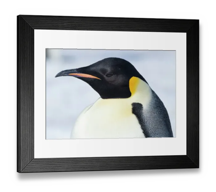 Framed Print : Antarctica, Weddell Sea, Snow Hill colony. Emperor penguin head close-up Framed Print : Antarctica, Weddell Sea, Snow Hill colony. Emperor penguin head close-up