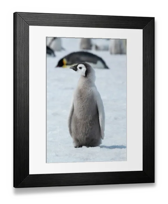 Framed Print : Antarctica, Weddell Sea, Snow Hill. Emperor penguin chick Framed Print : Antarctica, Weddell Sea, Snow Hill. Emperor penguin chick