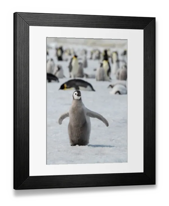 Framed Print : Antarctica, Weddell Sea, Snow Hill. Emperor penguin chick
