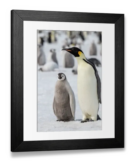 Framed Print : Antarctica, Weddell Sea, Snow Hill. Emperor penguins adult with chicks Framed Print : Antarctica, Weddell Sea, Snow Hill. Emperor penguins adult with chicks