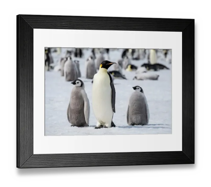 Framed Print : Antarctica, Weddell Sea, Snow Hill. Emperor penguins adult with chicks Framed Print : Antarctica, Weddell Sea, Snow Hill. Emperor penguins adult with chicks