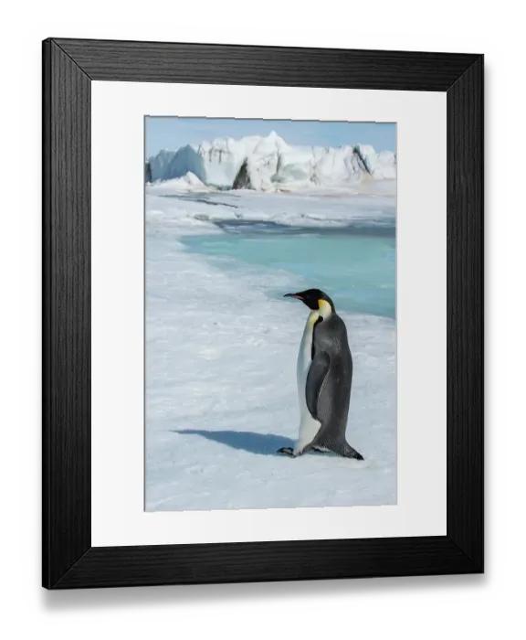 Framed Print : Antarctica, Weddell Sea, Snow Hill. Emperor penguin