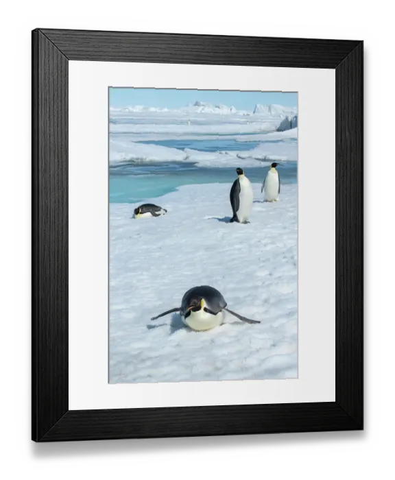 Framed Print : Antarctica, Weddell Sea, Snow Hill. Emperor penguins toboggining Framed Print : Antarctica, Weddell Sea, Snow Hill. Emperor penguins toboggining