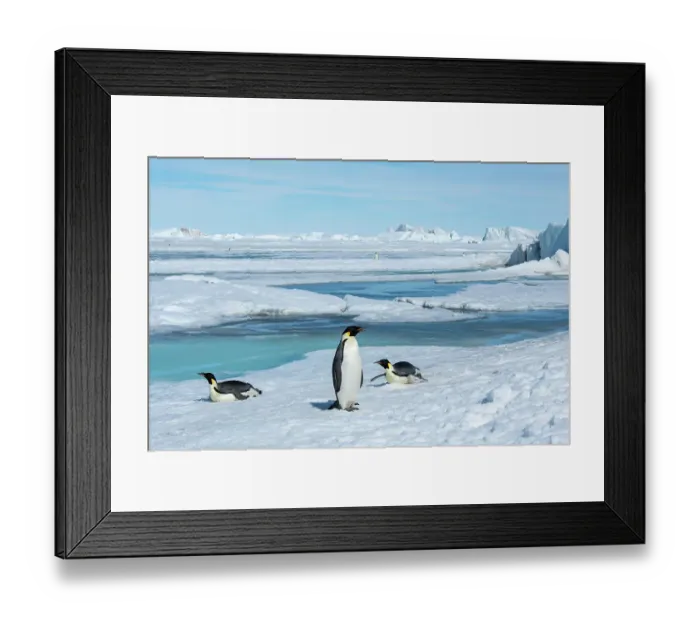 Framed Print : Antarctica, Weddell Sea, Snow Hill. Emperor penguins Framed Print : Antarctica, Weddell Sea, Snow Hill. Emperor penguins