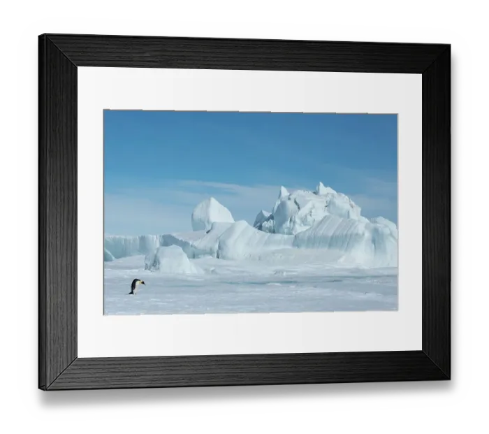 Framed Print : Antarctica, Weddell Sea, Snow Hill. Emperor penguin with iceberg in the distance Framed Print : Antarctica, Weddell Sea, Snow Hill. Emperor penguin with iceberg in the distance