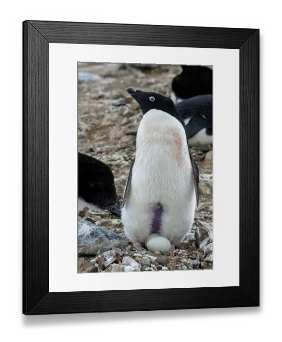 Framed Print : Antarctica, Vega Island, aka Devil Island. Nesting colony of Adelie penguin with 2 eggs Framed Print : Antarctica, Vega Island, aka Devil Island. Nesting colony of Adelie penguin with 2 eggs