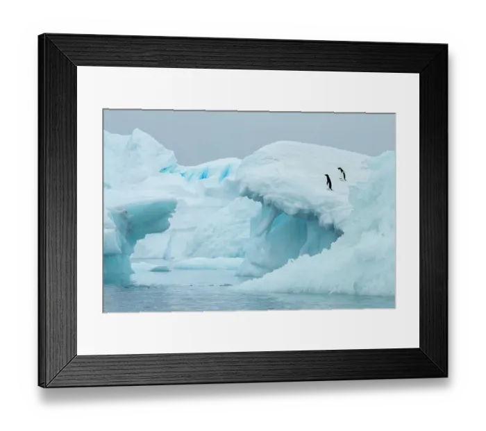 Framed Print : Antarctica, Vega Island, aka Devil Island. Adelie penguins on blue iceberg Framed Print : Antarctica, Vega Island, aka Devil Island. Adelie penguins on blue iceberg