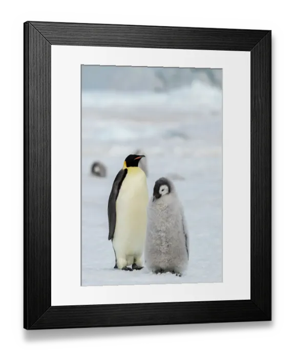 Framed Print : Antarctica, Weddell Sea, Snow Hill. Emperor penguins Framed Print : Antarctica, Weddell Sea, Snow Hill. Emperor penguins