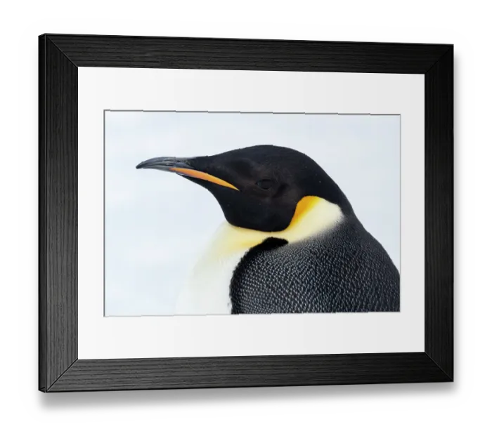 Framed Print : Antarctica, Weddell Sea, Snow Hill. Emperor penguins head detail