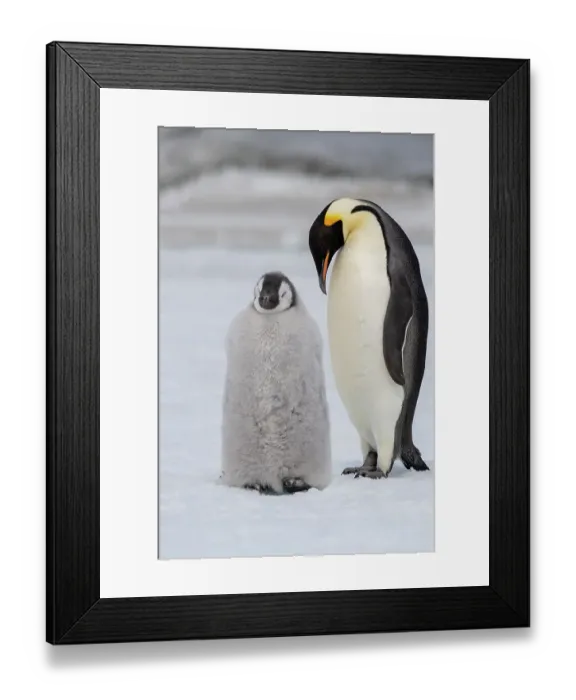 Framed Print : Antarctica, Weddell Sea, Snow Hill. Emperor penguins chick with adult