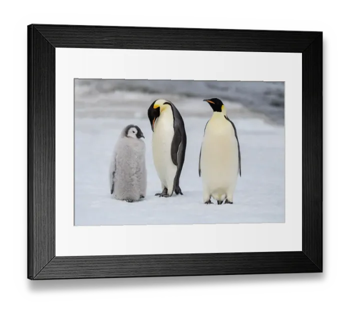 Framed Print : Antarctica, Weddell Sea, Snow Hill. Emperor penguins chick with adult Framed Print : Antarctica, Weddell Sea, Snow Hill. Emperor penguins chick with adult