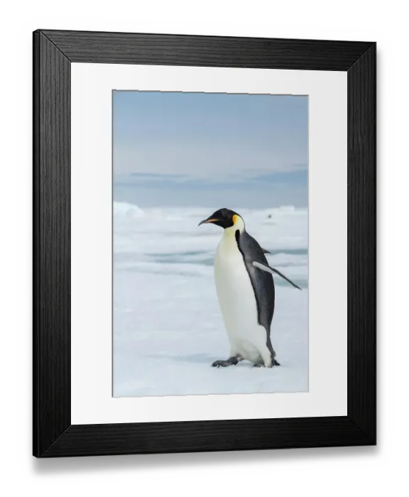 Framed Print : Antarctica, Weddell Sea, Snow Hill. Emperor penguins Framed Print : Antarctica, Weddell Sea, Snow Hill. Emperor penguins