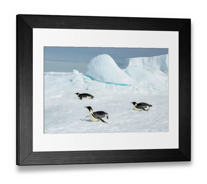 Framed Print : Antarctica, Weddell Sea, Snow Hill. Emperor penguins toboggining