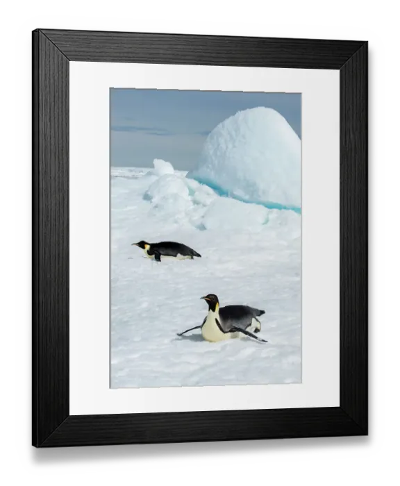 Framed Print : Antarctica, Weddell Sea, Snow Hill. Emperor penguins toboggining