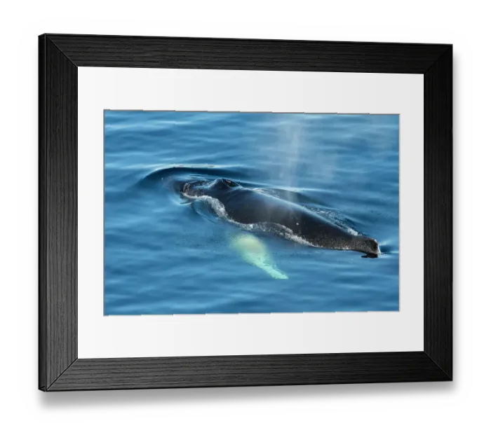Framed Print : Antarctica, Weddell Sea, Gustav Channel. Humpback whale in clear ocean Framed Print : Antarctica, Weddell Sea, Gustav Channel. Humpback whale in clear ocean