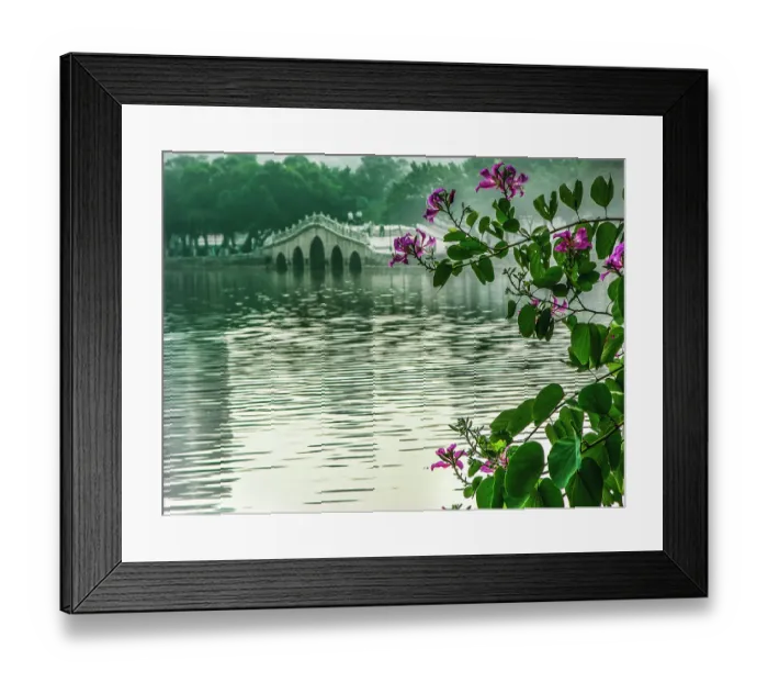 Framed Print : Hong Kong orchid tree in Chinese garden, Huizhou West Lake, Guangdong Province, China Framed Print : Hong Kong orchid tree in Chinese garden, Huizhou West Lake, Guangdong Province, China