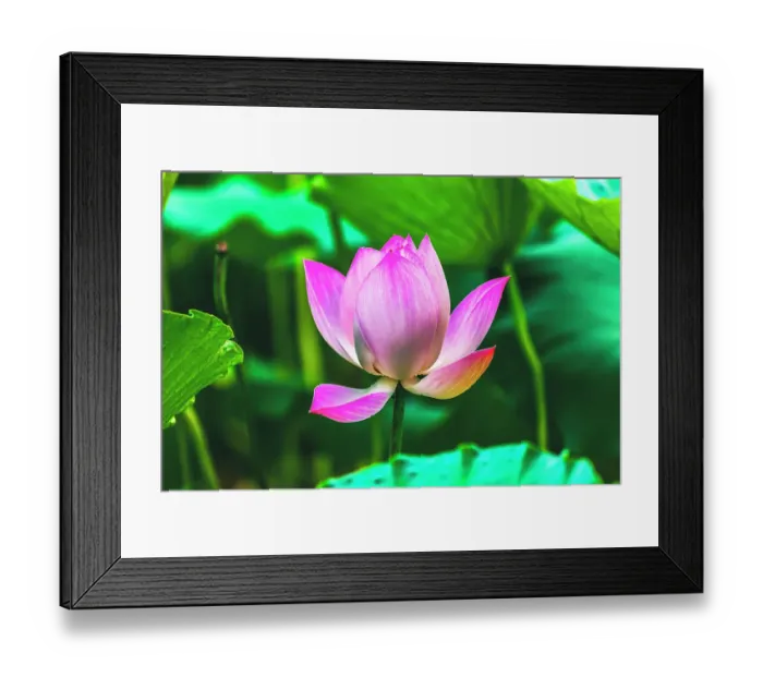 Framed Print : Pink lotus blooming, Temple of the Sun, Beijing, China