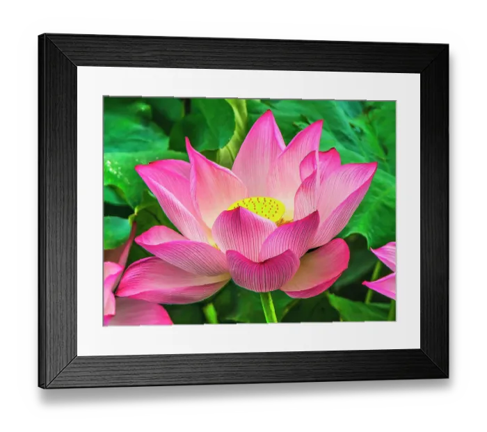Framed Print : Pink lotus blooming, Hangzhou, China. Sacred flower in Buddhism native to China Framed Print : Pink lotus blooming, Hangzhou, China. Sacred flower in Buddhism native to China