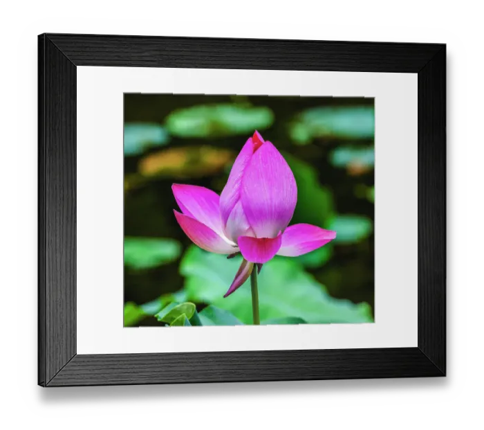 Framed Print : Pink lotus blooming, Temple of the Sun, Beijing, China
