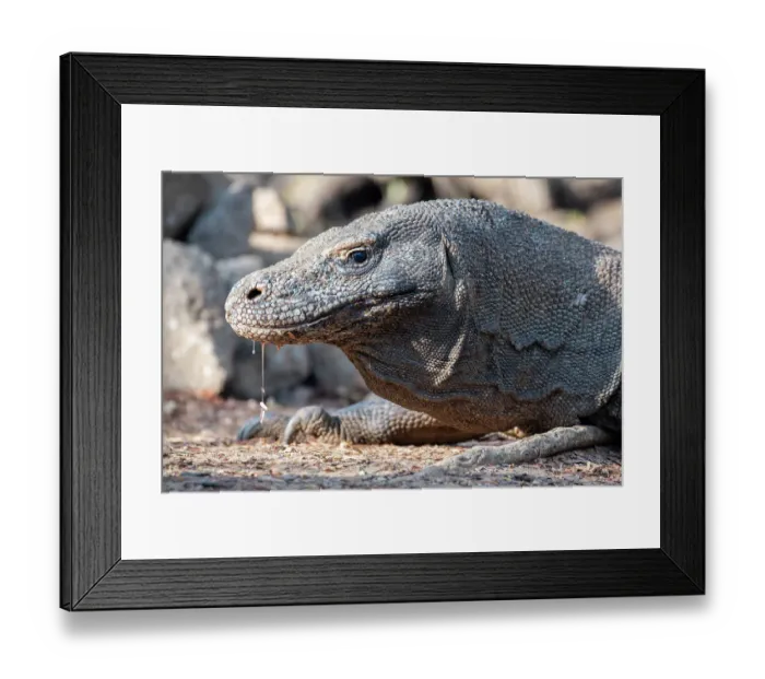 Framed Print : Indonesia, Komodo Island, Komodo National Park, Loh Liang. Komodo dragon Framed Print : Indonesia, Komodo Island, Komodo National Park, Loh Liang. Komodo dragon