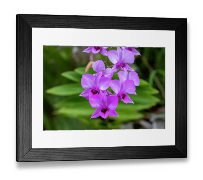 Framed Print : Indonesia, Bali. Orchid detail