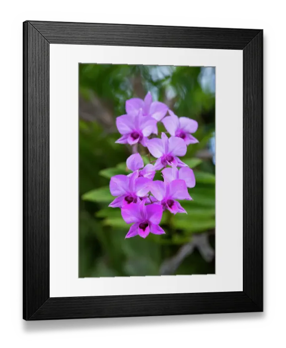 Framed Print : Indonesia, Bali. Orchid detail