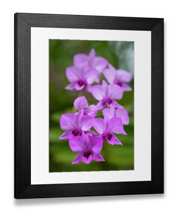 Framed Print : Indonesia, Bali. Orchid detail Framed Print : Indonesia, Bali. Orchid detail