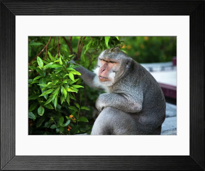 Framed Print : Kuta Selatan, Bali, Indonesia. A monkey sits watching in Uluwatu Framed Print : Kuta Selatan, Bali, Indonesia. A monkey sits watching in Uluwatu