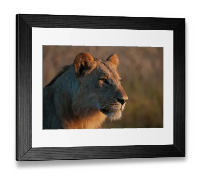 Framed Print : Portrait of a young lion, Panthera leo
