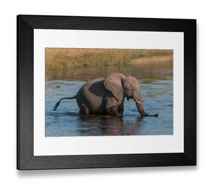 Framed Print : A young African elephant, Loxodonta Africana, crossing the Savuti Channel, Linyanti, Botswana Framed Print : A young African elephant, Loxodonta Africana, crossing the Savuti Channel, Linyanti, Botswana