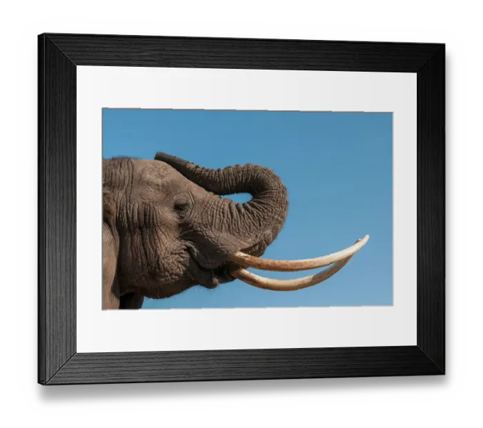Framed Print : Portrait of an African elephant, Loxodonta Africana, with extremely long tusks. Abu Camp, Okavango Delta, Botswana Framed Print : Portrait of an African elephant, Loxodonta Africana, with extremely long tusks. Abu Camp, Okavango Delta, Botswana