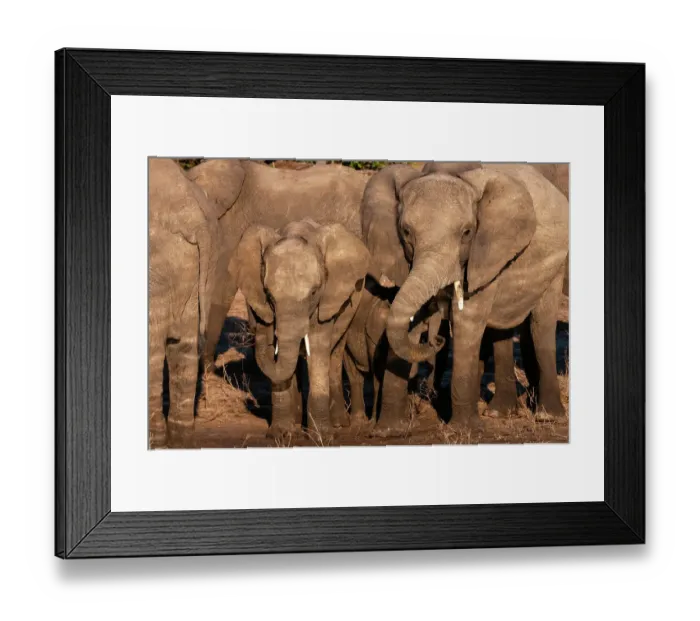 Framed Print : African elephants, Loxodonta Africana, on the banks of the Chobe River, Chobe National Park, Kasane, Botswana Framed Print : African elephants, Loxodonta Africana, on the banks of the Chobe River, Chobe National Park, Kasane, Botswana