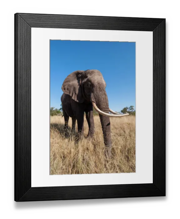 Framed Print : Portrait of an African elephant, Loxodonta Africana, with extremely long tusks. Abu Camp, Okavango Delta, Botswana Framed Print : Portrait of an African elephant, Loxodonta Africana, with extremely long tusks. Abu Camp, Okavango Delta, Botswana