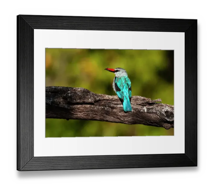 Framed Print : A woodland kingfisher, Halcyon senegalensis, with prey in its bill. Chobe River, Chobe National Park, Kasane, Botswana Framed Print : A woodland kingfisher, Halcyon senegalensis, with prey in its bill. Chobe River, Chobe National Park, Kasane, Botswana