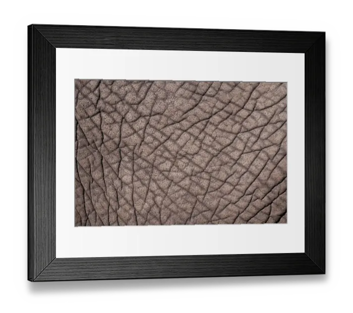 Framed Print : Detail of the skin of an African elephant, Loxodonta Africana. Botswana Framed Print : Detail of the skin of an African elephant, Loxodonta Africana. Botswana