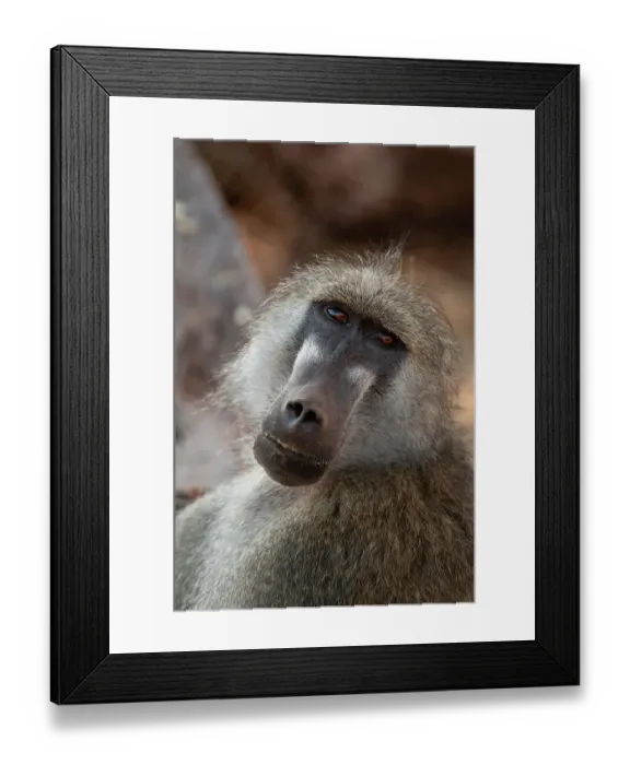 Framed Print : Close-up portrait of a Chacma baboon, Papio cynocephalus. Chobe National Park, Kasane, Botswana Framed Print : Close-up portrait of a Chacma baboon, Papio cynocephalus. Chobe National Park, Kasane, Botswana