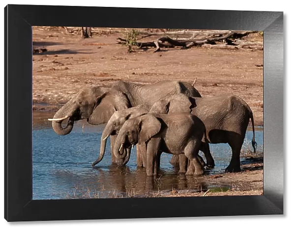 A group of African elephants, Loxodonta Africana, drinking. Chobe National Park, Kasane, Botswana