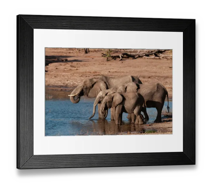 Framed Print : A group of African elephants, Loxodonta Africana, drinking. Chobe National Park, Kasane, Botswana Framed Print : A group of African elephants, Loxodonta Africana, drinking. Chobe National Park, Kasane, Botswana