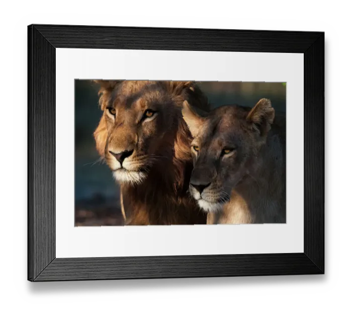 Framed Print : Close-up portrait of a lion and lioness, Panthera leo. Chief Island, Moremi Game Reserve, Okavango Delta, Botswana