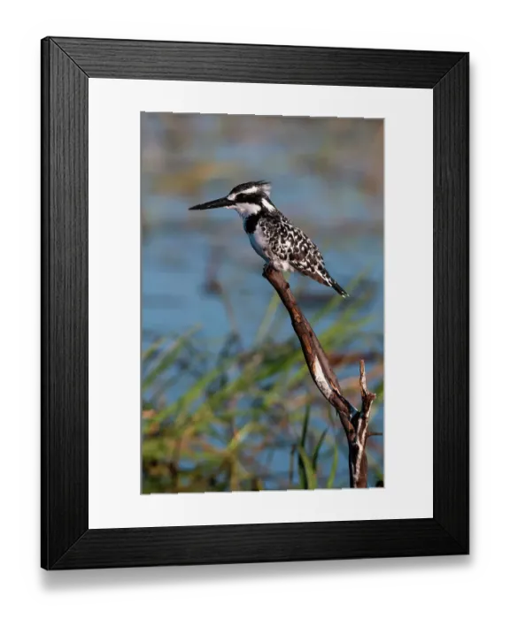 Framed Print : A pied kingfisher, Ceryle Rudis, perched at the river side. Chobe River, Chobe National Park, Kasane, Botswana Framed Print : A pied kingfisher, Ceryle Rudis, perched at the river side. Chobe River, Chobe National Park, Kasane, Botswana