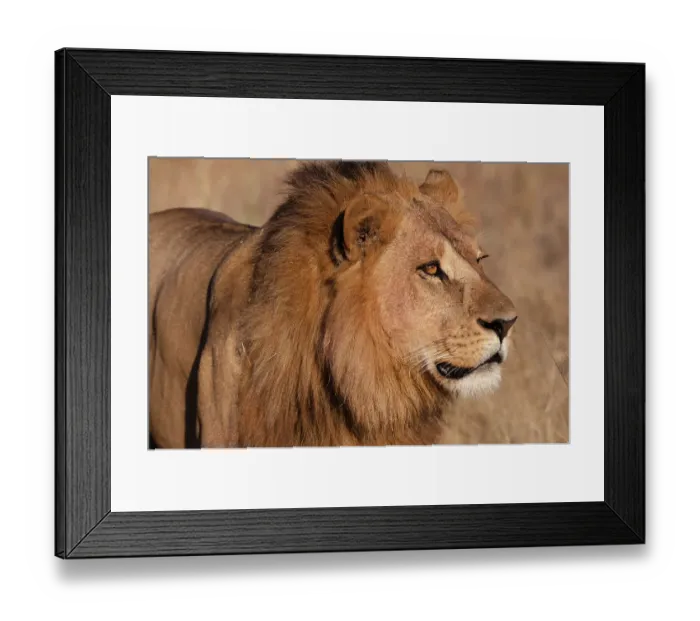 Framed Print : Close-up portrait of a male lion, Panthera leo. Chief Island, Moremi Game Reserve, Okavango Delta, Botswana Framed Print : Close-up portrait of a male lion, Panthera leo. Chief Island, Moremi Game Reserve, Okavango Delta, Botswana