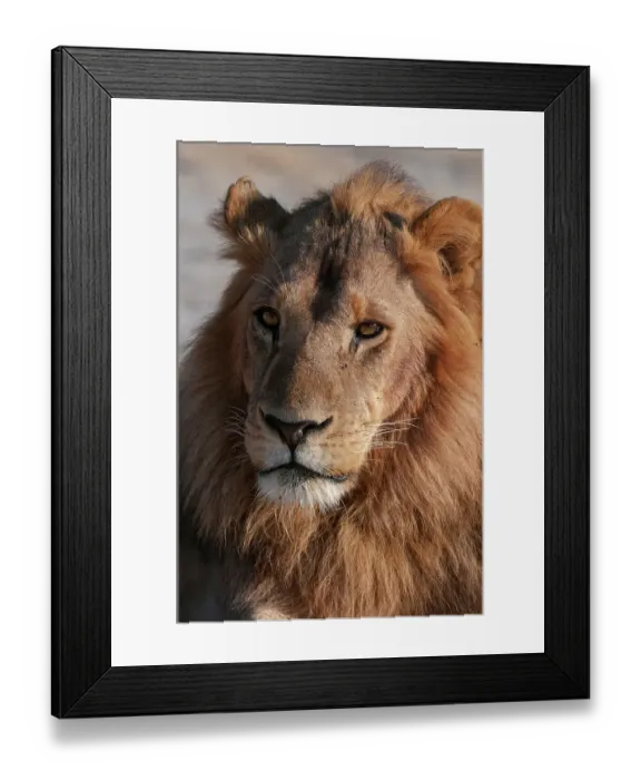 Framed Print : A Close-up portrait of a male lion, Panthera leo. Chief Island, Moremi Game Reserve, Okavango Delta, Botswana
