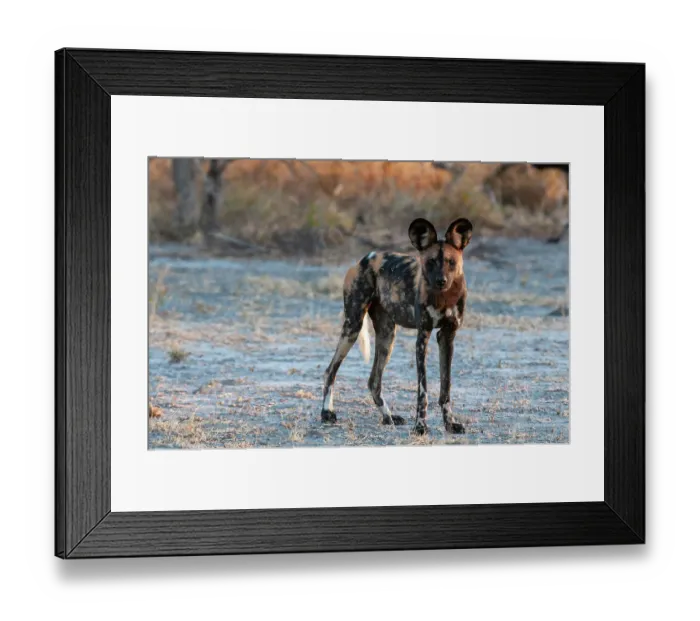 Framed Print : Portrait of an endangered African wild dog Cape hunting dog, or painted wolf, Lycaon pictus. Nxai Pan National Park, Botswana Framed Print : Portrait of an endangered African wild dog Cape hunting dog, or painted wolf, Lycaon pictus. Nxai Pan National Park, Botswana